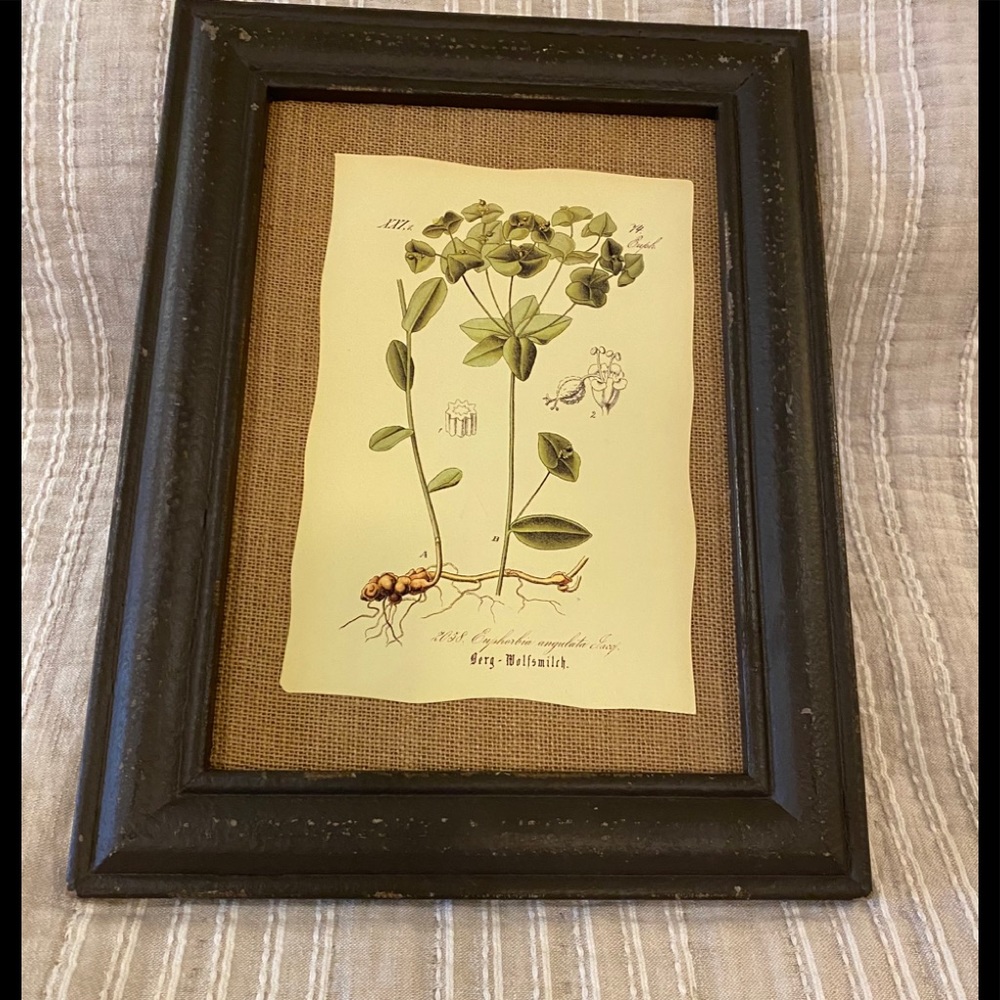 “Raz” Wall Picture Art-Euphorbia angulata Jaco